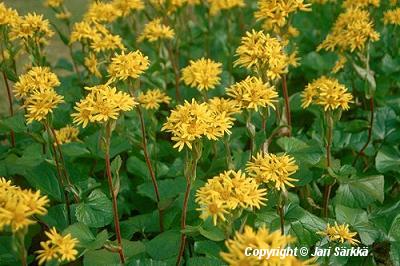 Ligularia 'Romeo'